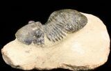 Bargain, Paralejurus Trilobite #43471-2